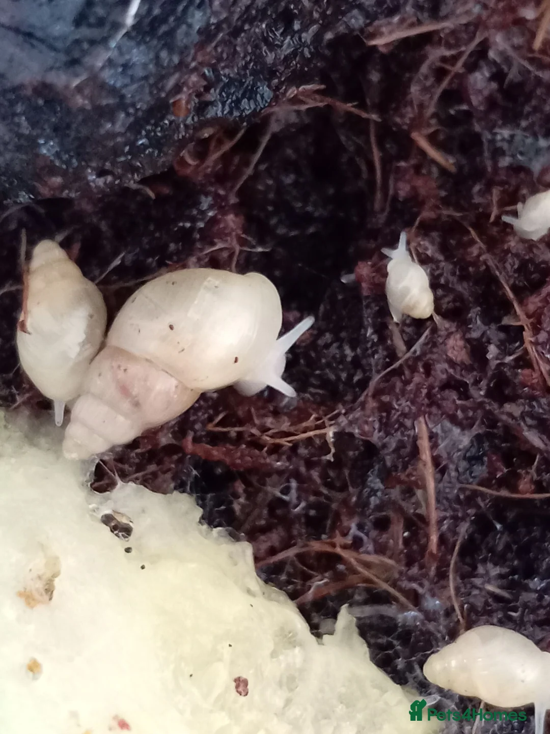 Snails invertebrates for sale: Leptinaria Unilamellata - Advert 1