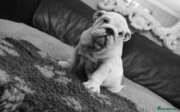 English Bulldog dogs for sale: Kc reg  1 White & Red boy only fully vaccinated  - Image 16