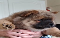 Chow Chow dogs for sale:  KC registered Chow Chow puppies for sale.🤗 - Image 28