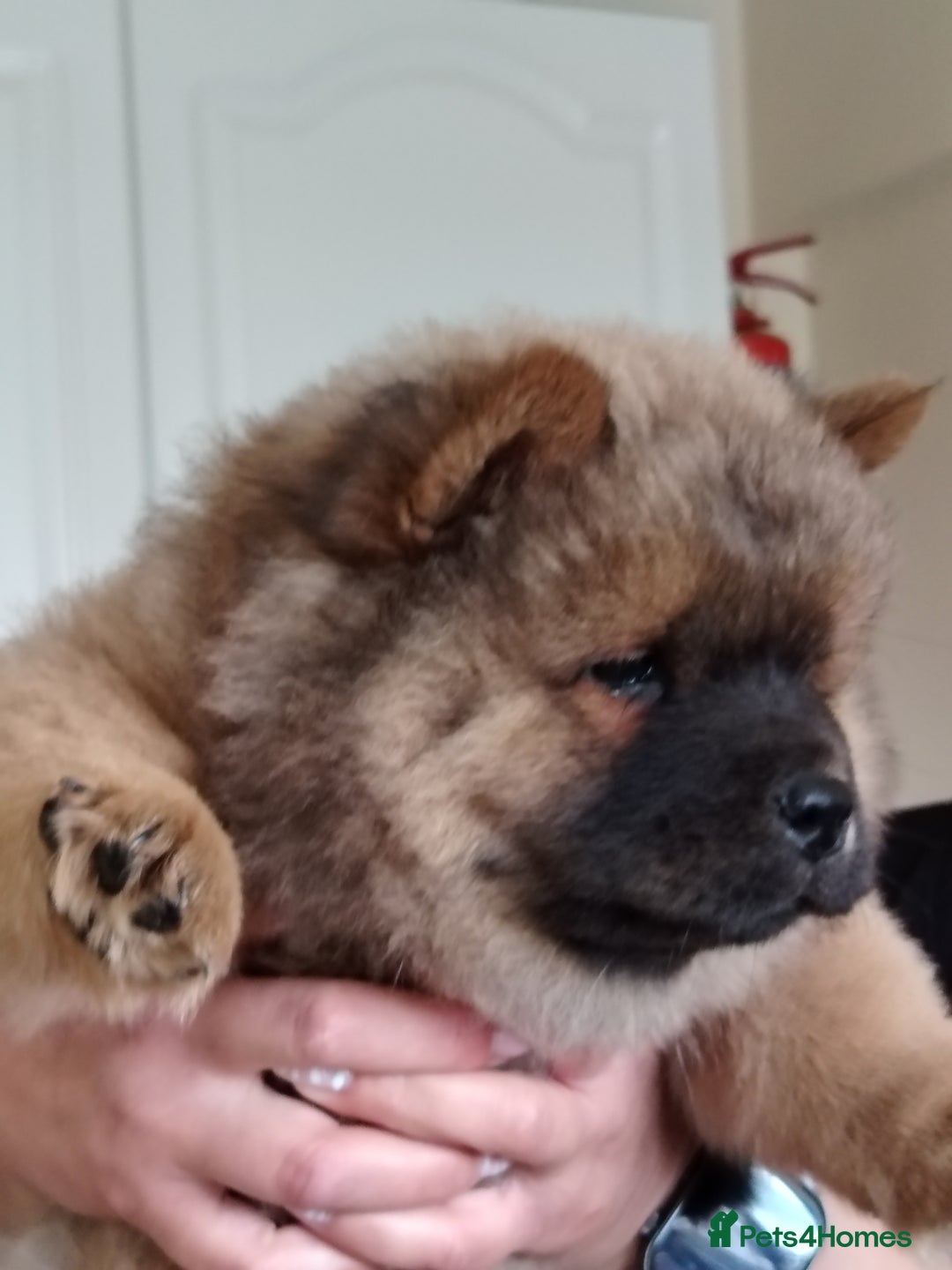 Chow Chow dogs for sale:  KC registered Chow Chow puppies for sale.🤗 - Image 28