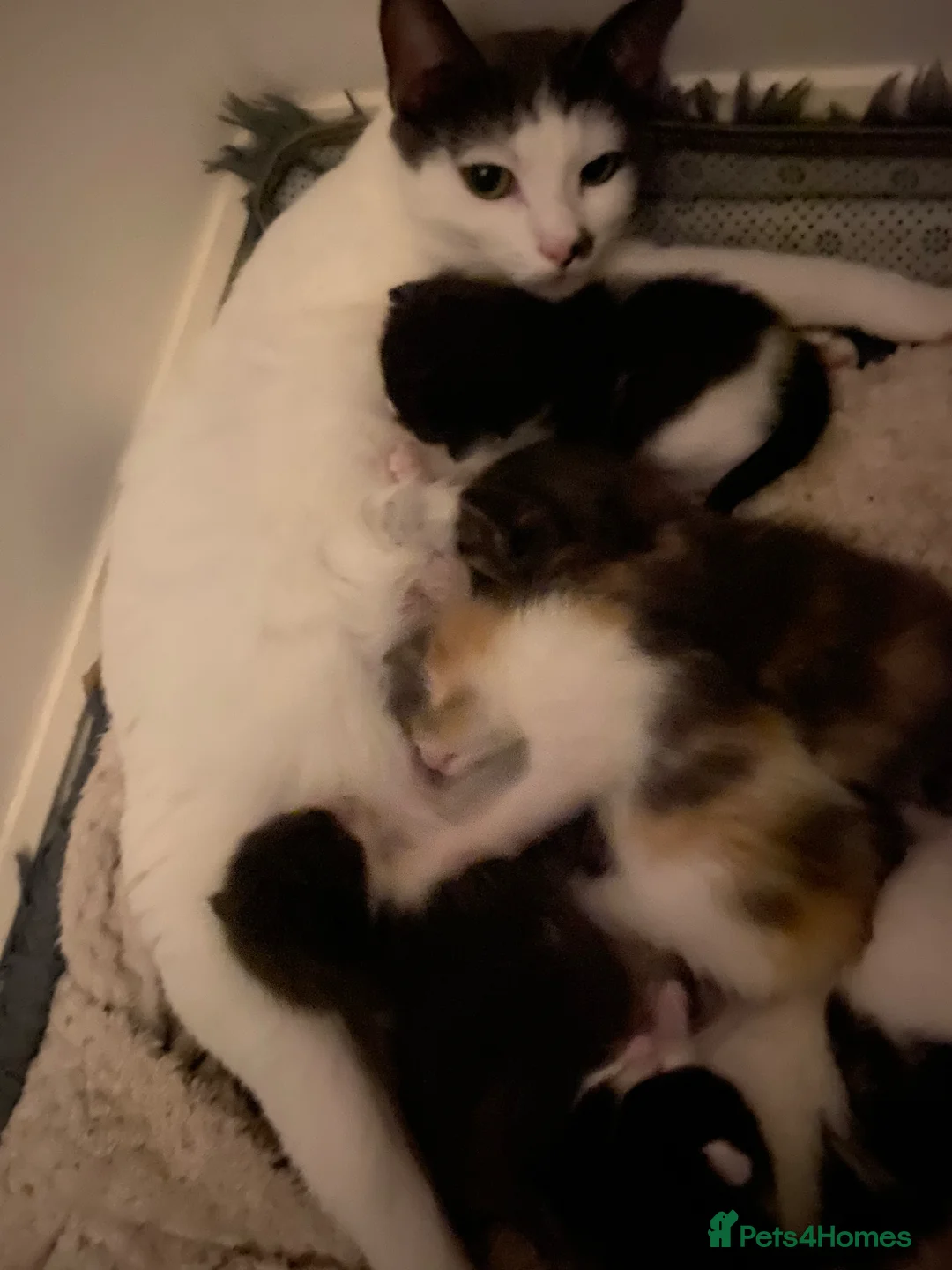 Mixed Breed cats for sale: Kittens - Advert 14
