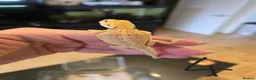 Bearded Dragon reptiles for sale: Baby bearded dragons  - Advert 4
