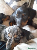 Miniature Dachshund dogs Miniature dachshund puppies - Advert 2
