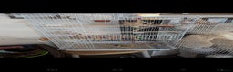 Canaries birds for sale: Male Canary with Cage & Accessories - Advert 4