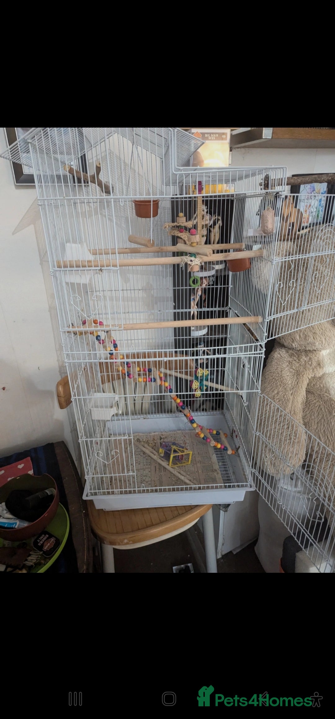 Canaries birds for sale: Male Canary with Cage & Accessories - Advert 4