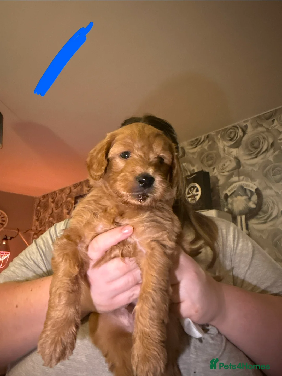 Goldendoodle dogs for sale: 2 girls left. F1 mini Goldendoodles - Advert 25