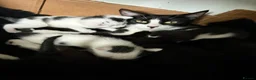 Mixed Breed cats for sale: 5 happy healthy short haired kittens from Lola  - Advert 9