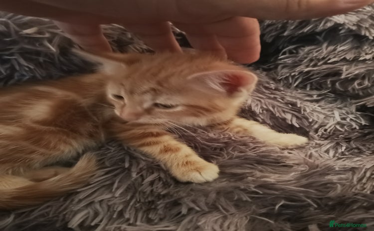 Mixed Breed cats - Advert 4