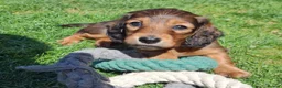 Miniature Dachshund dogs for sale: Mini Long Haired Daschund 2 girls left - Advert 14
