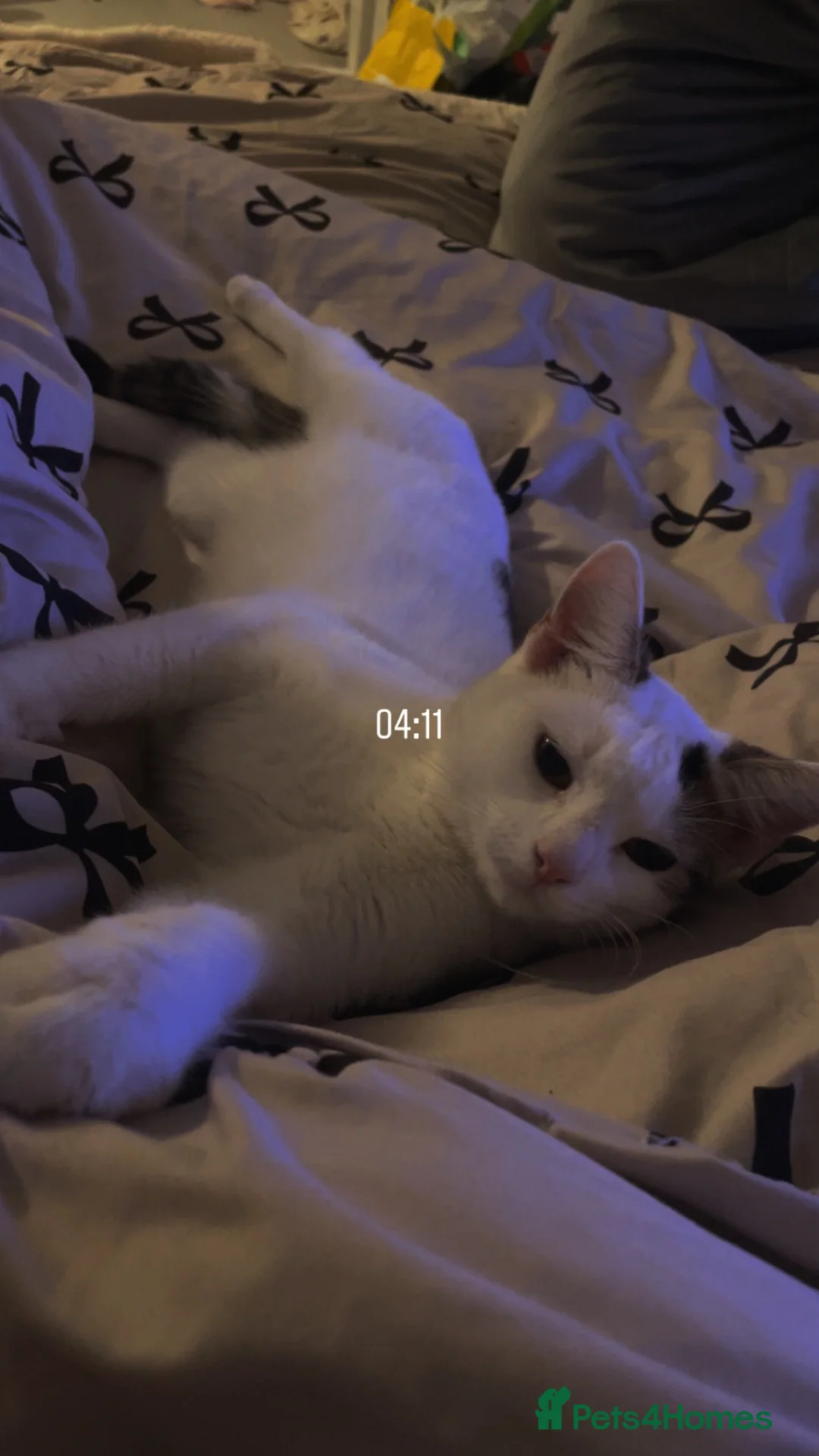 British Shorthair cats for sale: female cat for sale - Advert 2