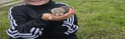 Ferret rodents for sale: Ferret kits - Advert 3