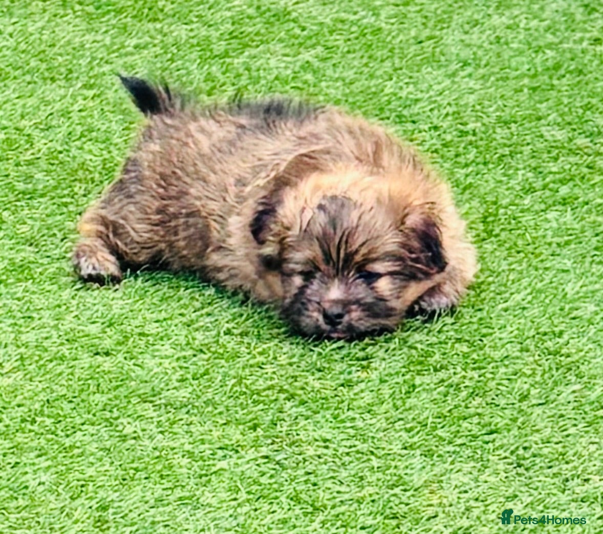 Mixed Breed dogs Sheltie cross puppies  - Advert 10