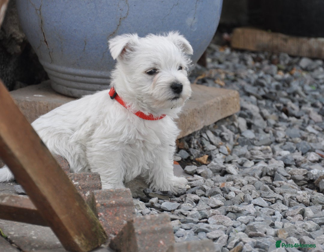 West Highland Terrier dogs for sale: West Highland terrier Puppies - Image 8
