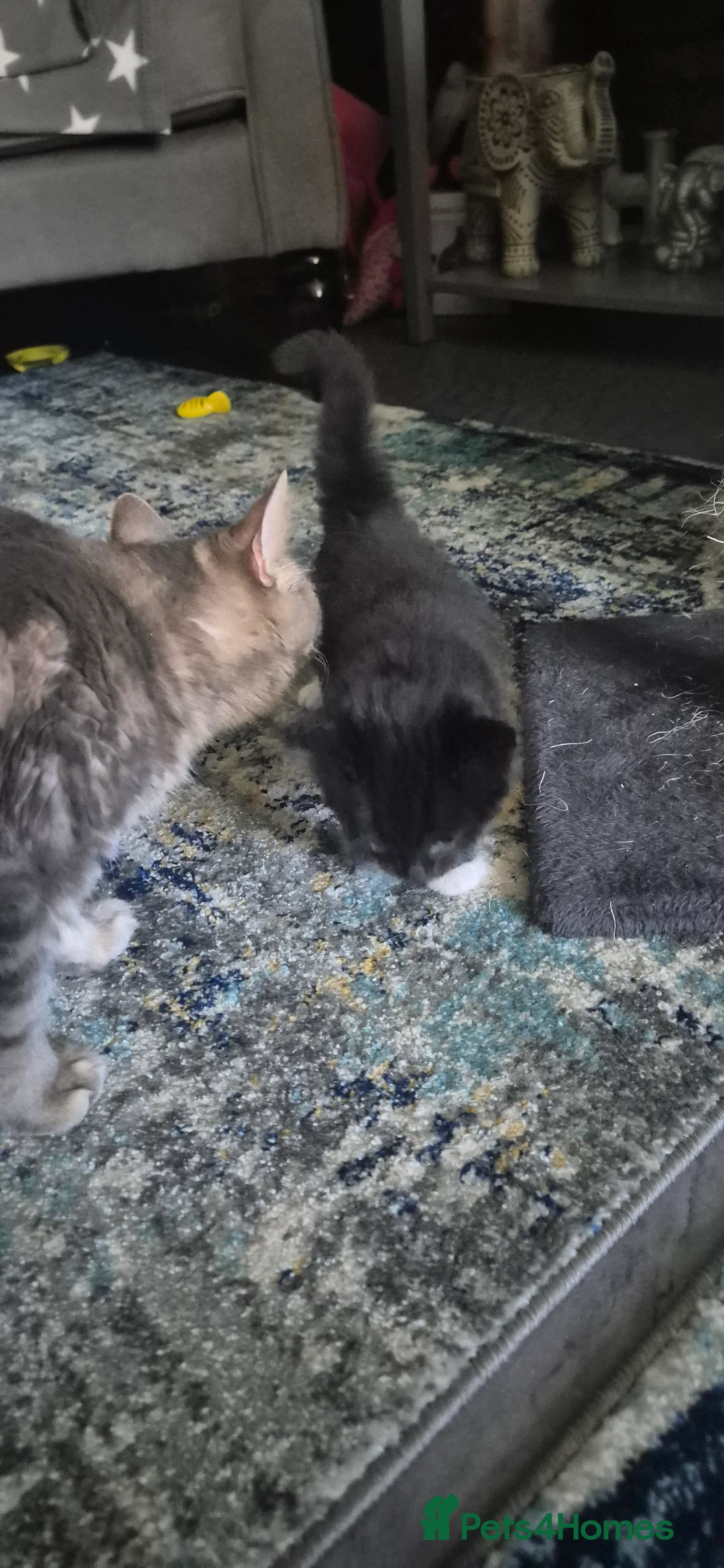 Mixed Breed cats for sale: Kitten's  - Advert 10