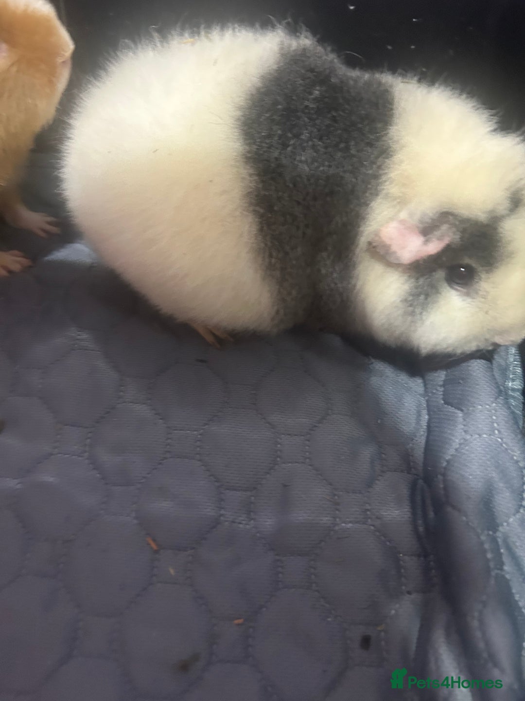 Guinea Pig rodents for sale: Two female guinea pigs needing a loving home  - Advert 5