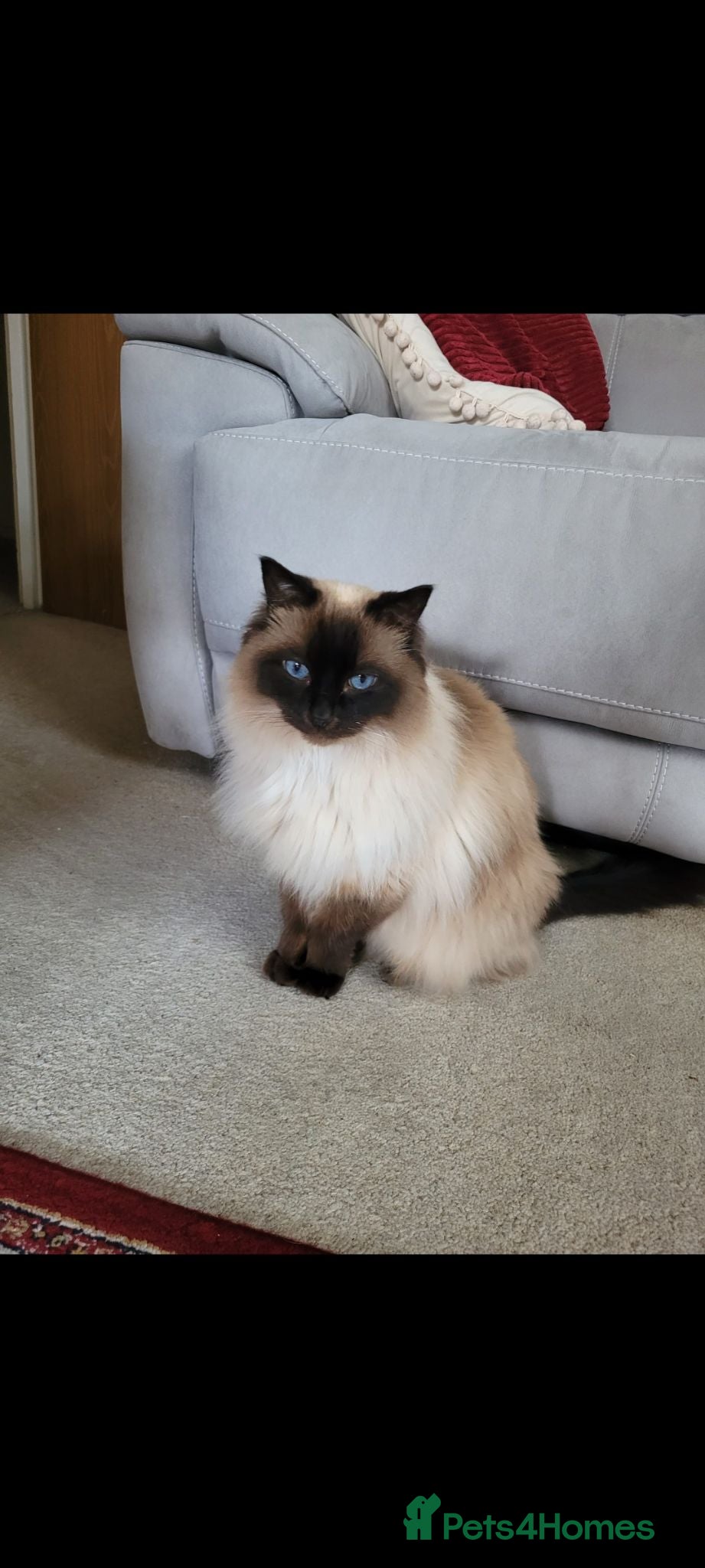 Ragdoll cats Male Ragdoll -Zeus - Advert 1