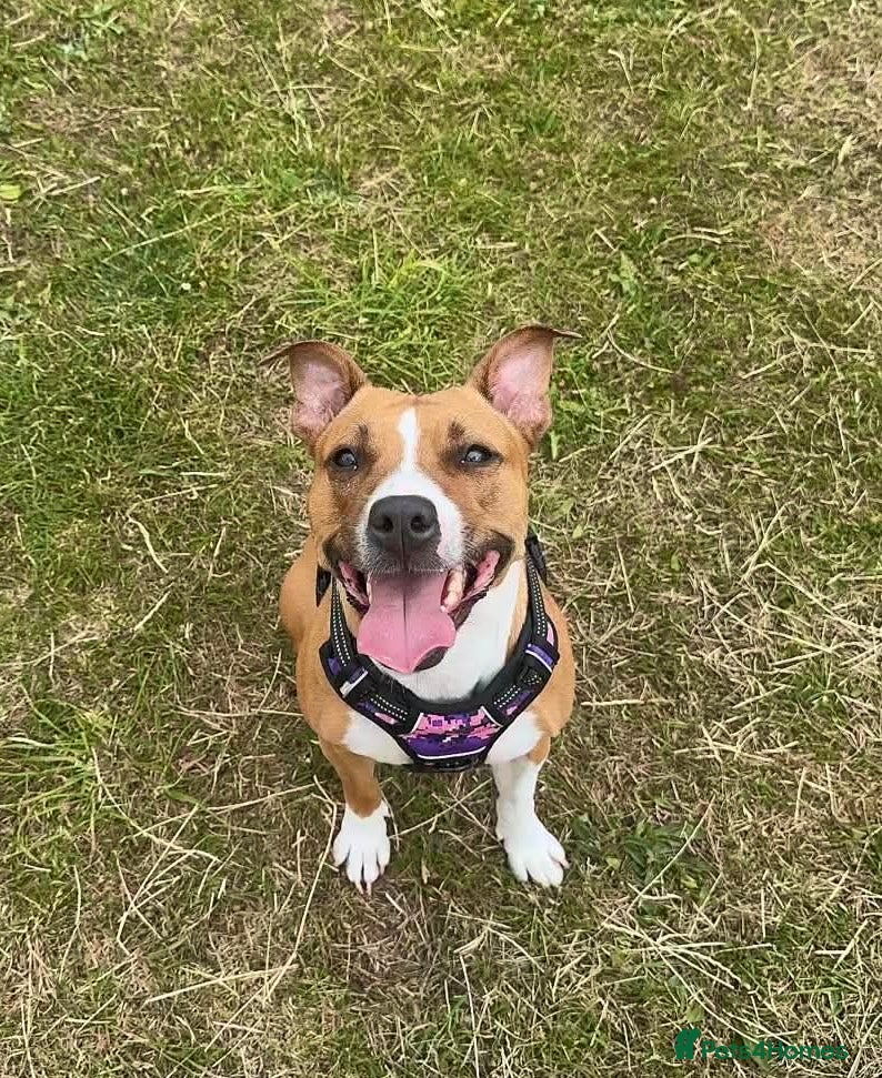 Mixed Breed dogs Sandy 🐾 - Advert 1