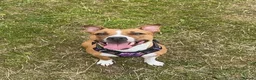 Mixed Breed dogs for sale: Sandy 🐾 - Advert 1