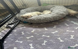 Maltese dogs for sale: Tiny Kc registered boys only  🩷💙💙 - Image 5