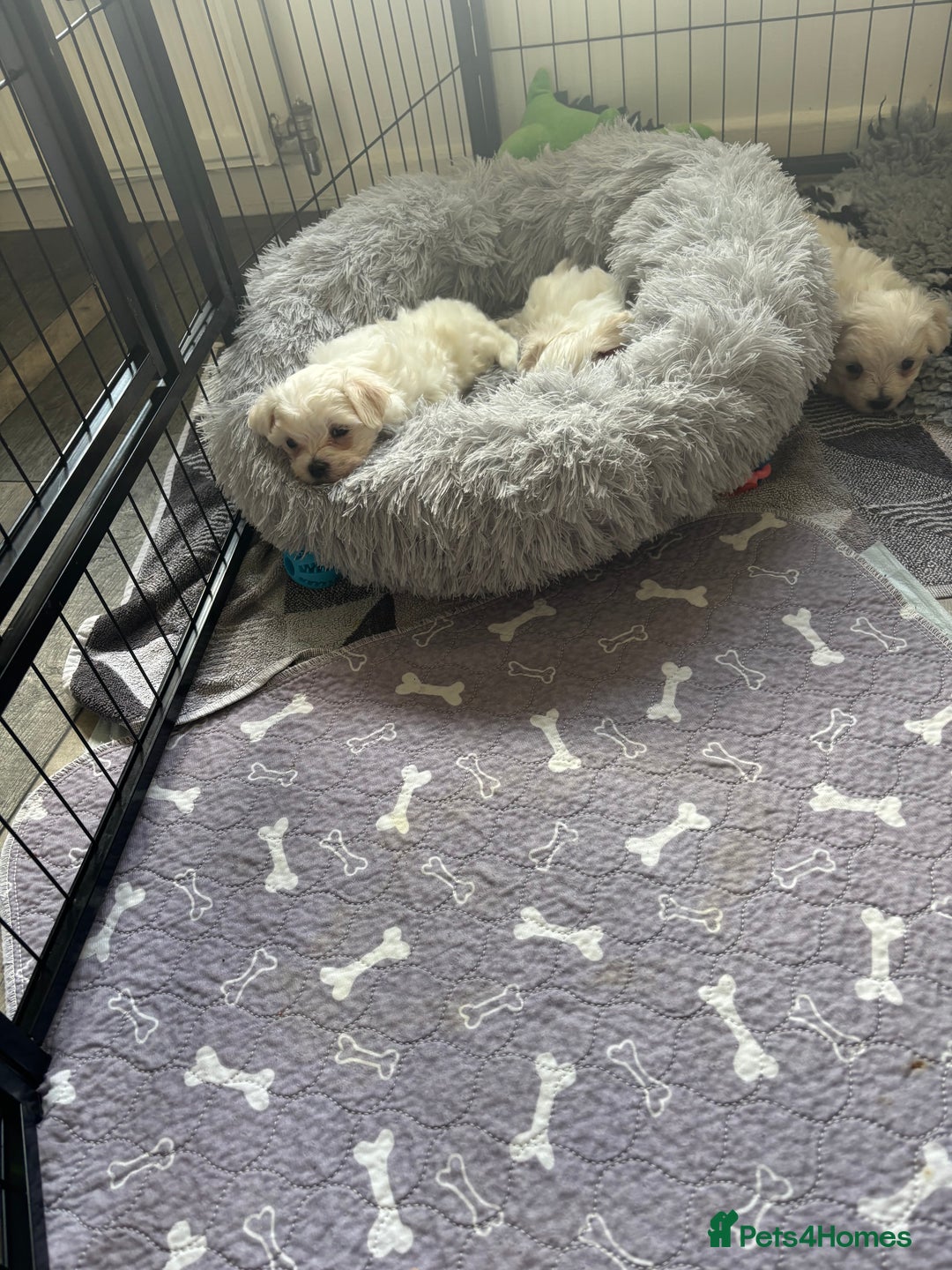 Maltese dogs for sale: Tiny Kc registered boys only  🩷💙💙 - Image 5