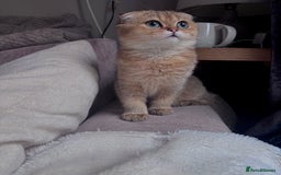 Scottish Fold cats for sale: Last stunning golden girl  - Image 7