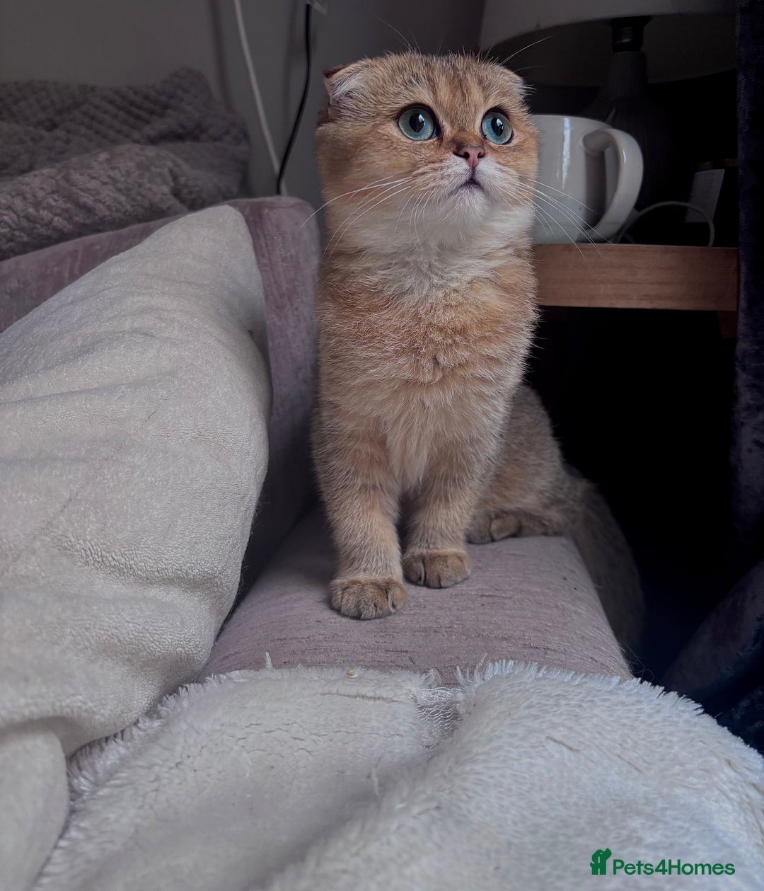 Scottish Fold cats for sale: Last stunning golden girl  - Image 7