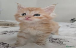 Maine Coon cats for sale: 2 Left! Red Smoke Boy and Torbie Girl - Image 1