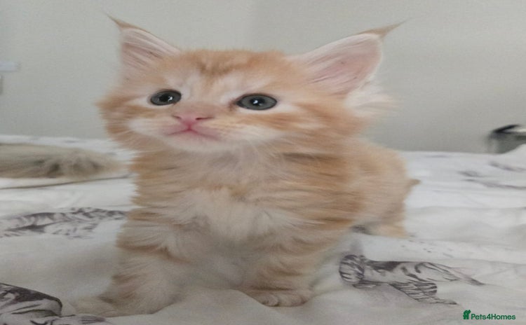 Maine Coon cats - Advert 1