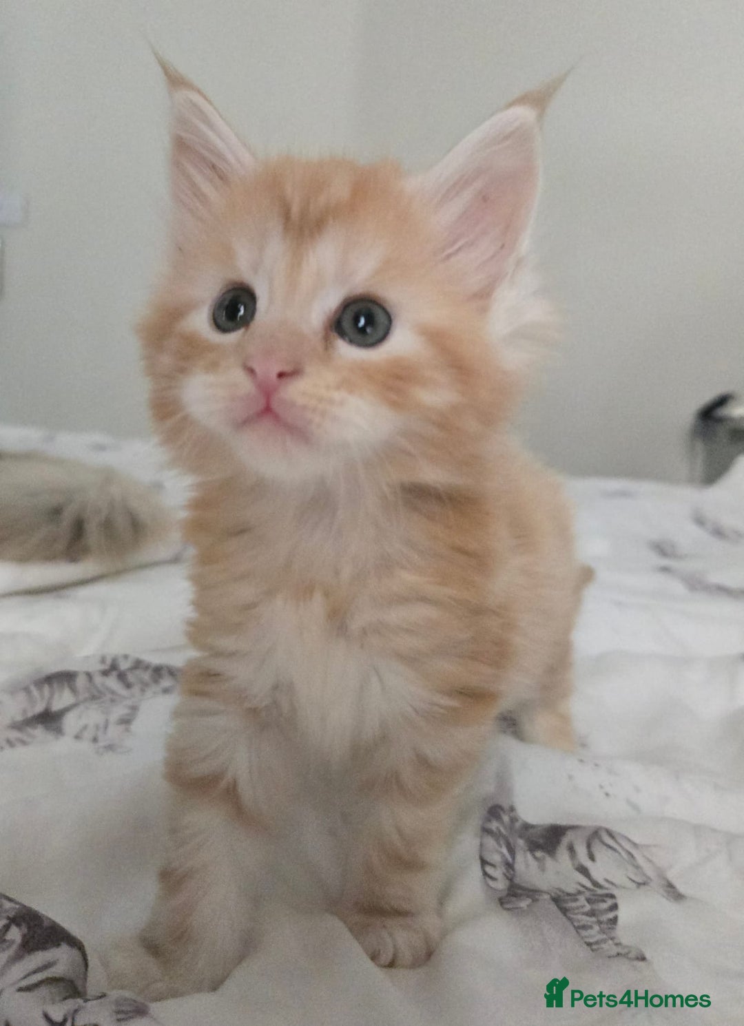 Maine Coon cats for sale: 2 Left! Red Smoke Boy and Torbie Girl - Image 1
