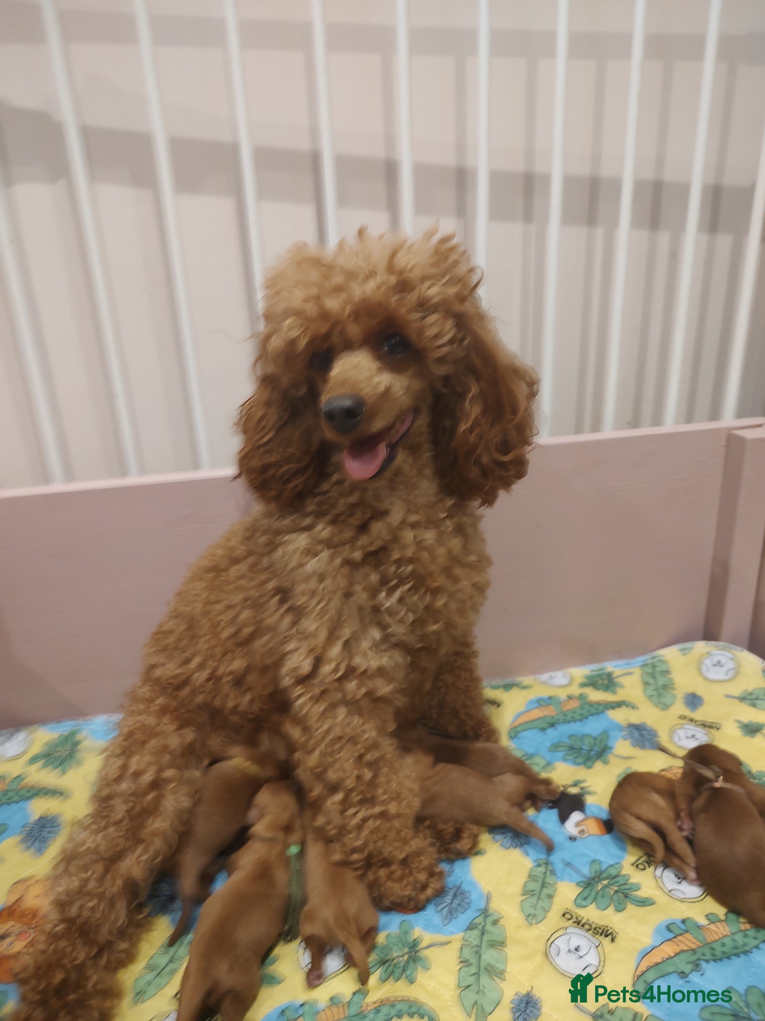 Cavapoo dogs Beautiful red Cavapoo Puppies - Advert 2
