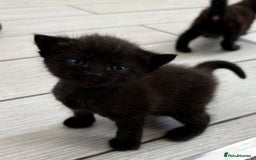 Mixed Breed cats for sale: 3 lovely kittens  - Image 7