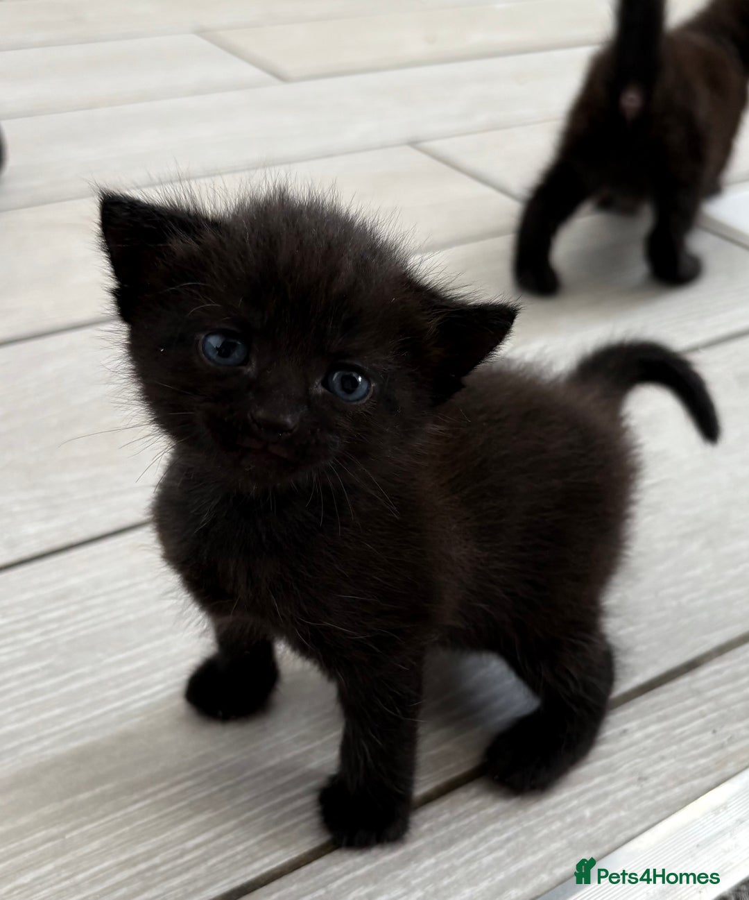Mixed Breed cats for sale: 3 lovely kittens  - Image 7