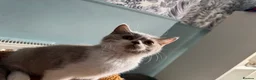 British Shorthair cats for sale: 🐾British Shorthair Kittens GCCF Registered🐾 - Advert 22