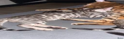 Bengal cats for sale: 2 bengal kittens for sale  - Advert 2