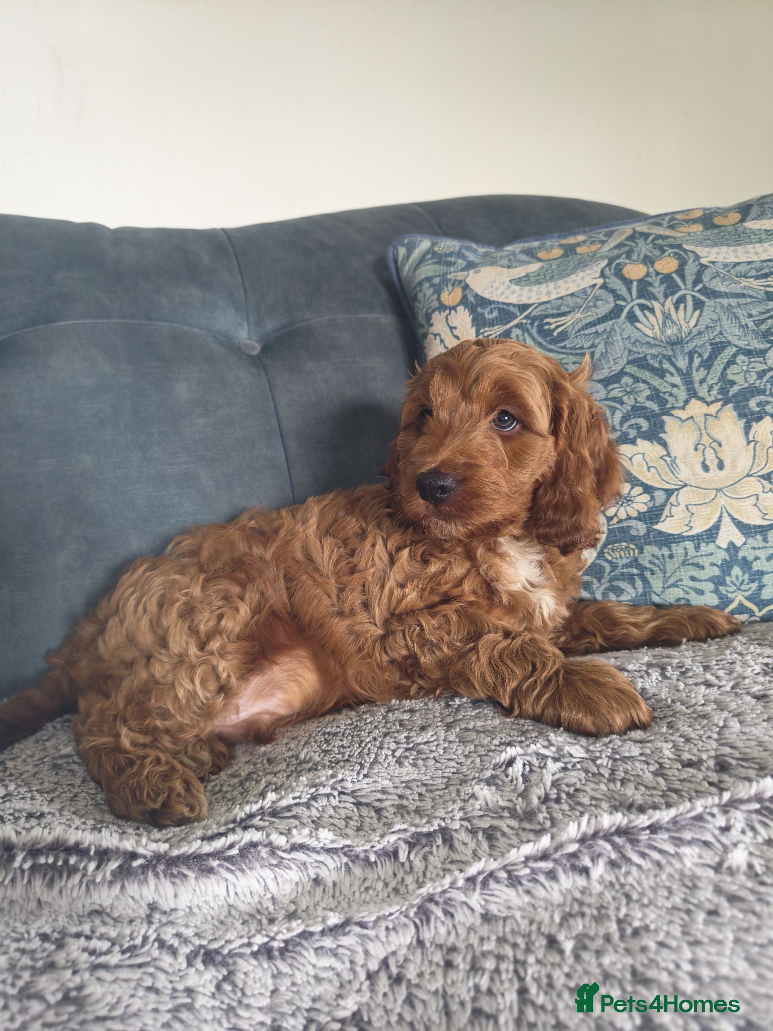 Cockapoo dogs 5* Licensed Breeder Cockapoo puppies F1 - Advert 1