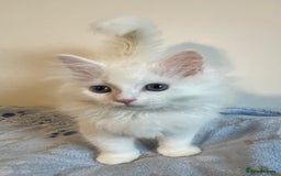 Siberian cats for sale: Pure White Siberian kittens. Ready Now.  - Image 17