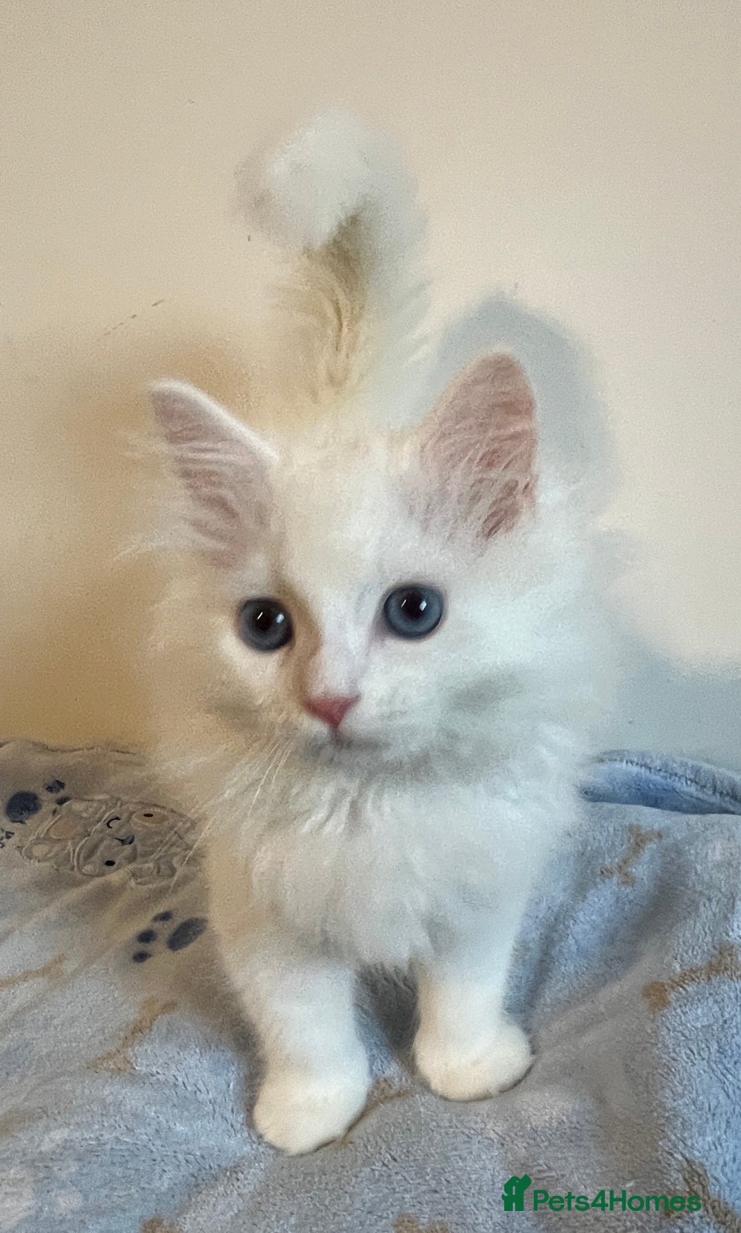 Siberian cats for sale: Pure White Siberian kittens. Ready Now.  - Image 17