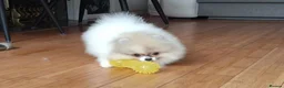 Pomeranian dogs for sale: Pom girl from 5⭐ licensed breeder - Advert 7