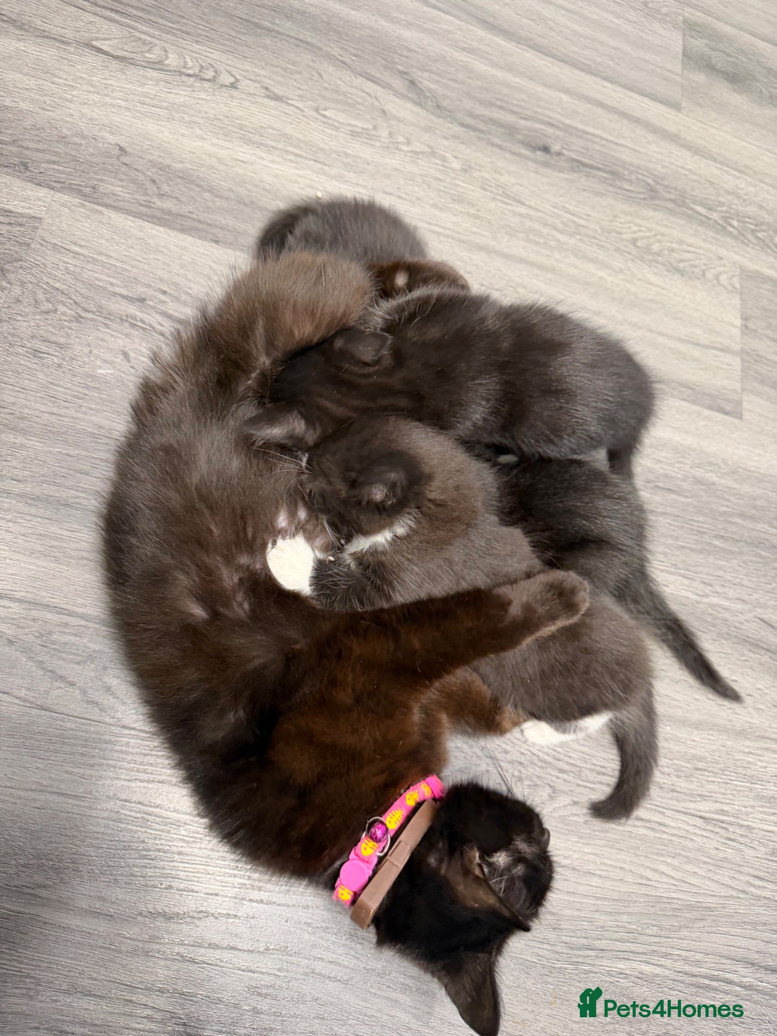 Mixed Breed cats *FREE* 4x Kittens and mother needing good homes - Advert 1