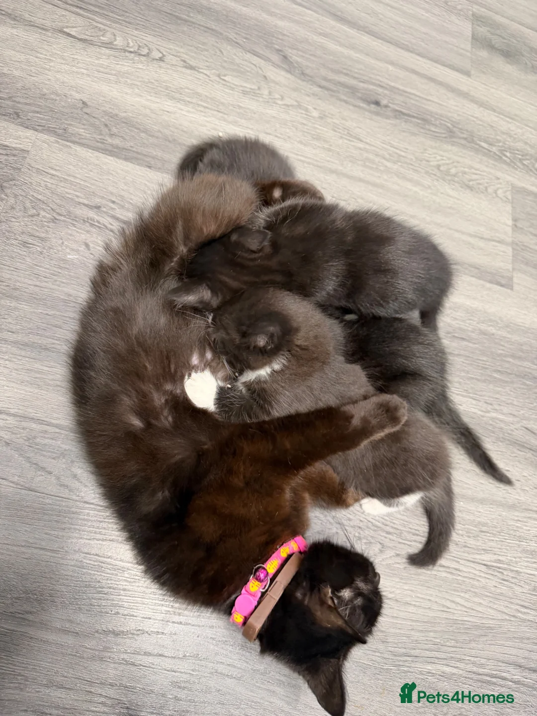 Mixed Breed cats for sale: *FREE* 4x Kittens and mother needing good homes in Leeds - Advert 1