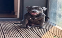 Staffordshire Bull Terrier dogs for stud: 💙Blue Staffordshire Bull Terrier Stud💙 - Image 11