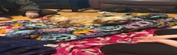 Shih Tzu dogs for sale: Beautiful Shih Tzu Puppies, lovely Temperaments in Port Talbot - Advert 22