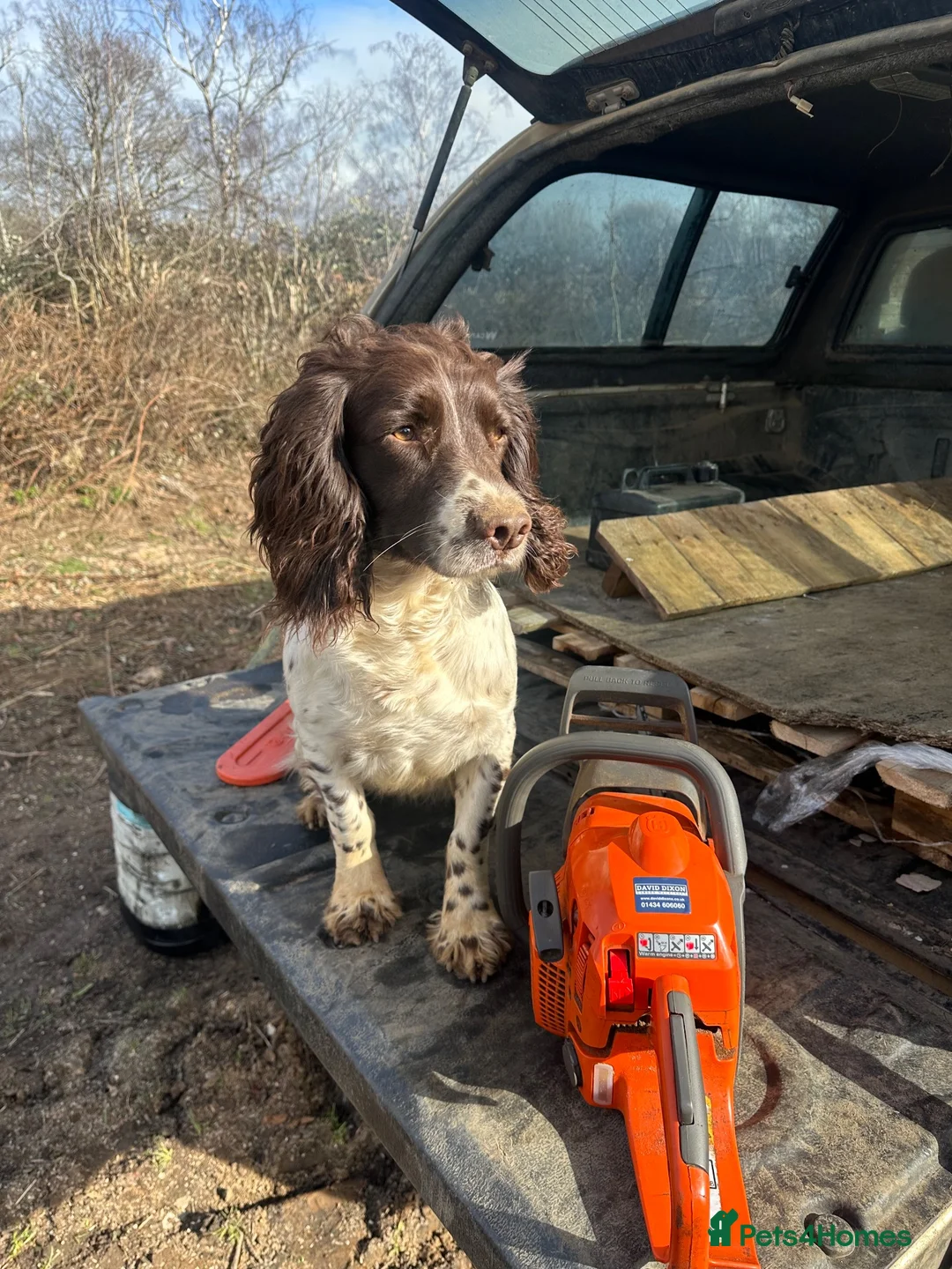 English Springer Spaniel dogs for sale: KC registered springer spaniels ready now. - Advert 2