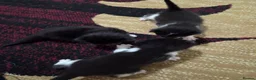 Mixed Breed cats for sale: 3 female kittens  in Gateshead - Advert 3