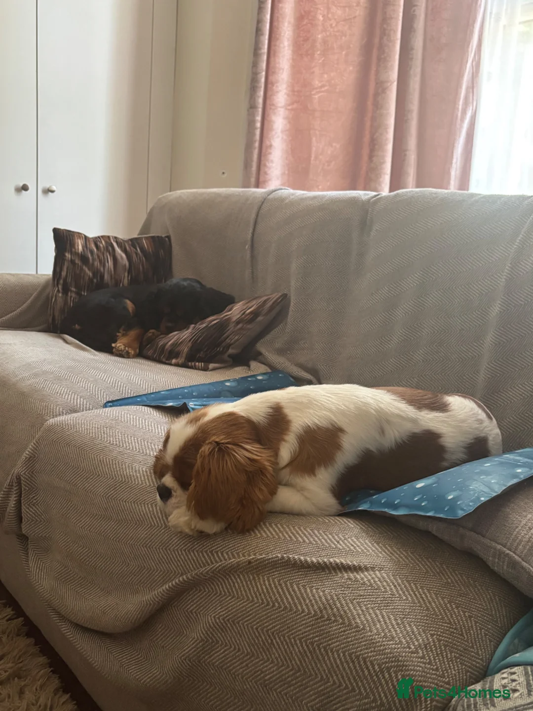 Cavalier King Charles Spaniel dogs for sale: King Charles cavalier heartbreaking sale in Eastleigh - Advert 8