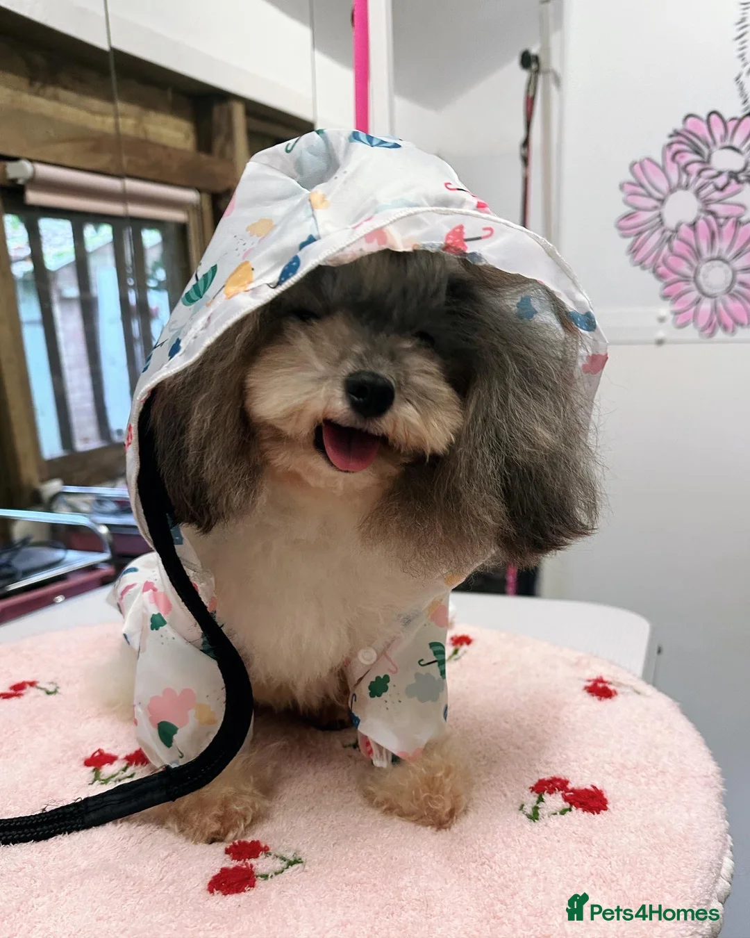 Toy Poodle dogs for stud: 7.5inch Toy HEALTH TESTED ASIAN IMPORT in Guildford - Advert 8