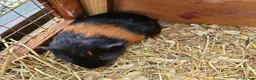 Guinea Pig rodents for sale: Guinea Pigs in South Brent - Advert 3