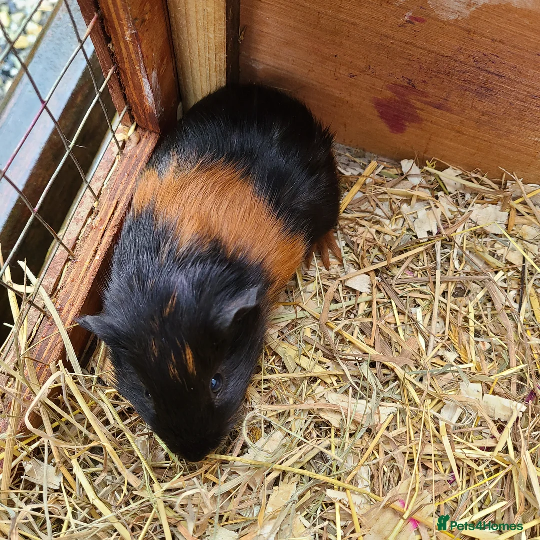 Guinea Pig rodents for sale: Guinea Pigs in South Brent - Advert 3