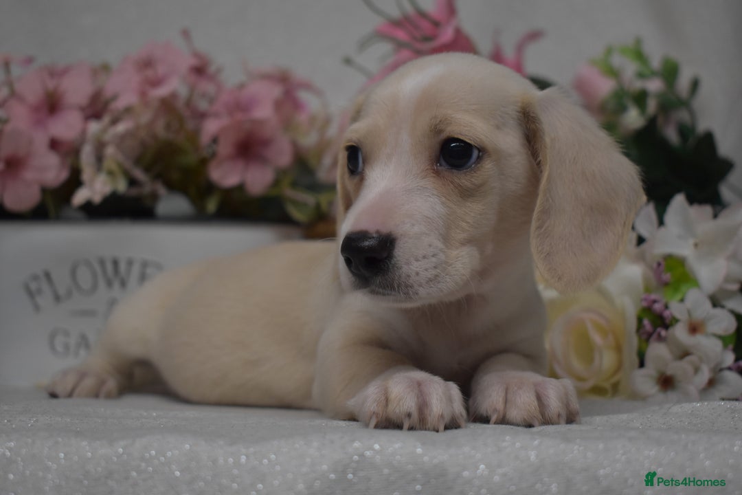 Miniature Dachshund dogs for sale: KC Smooth Coat Miniature Dachshund Puppies - Advert 1