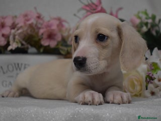 Miniature Dachshund dogs KC Smooth Coat Miniature Dachshund Puppies - Advert 1